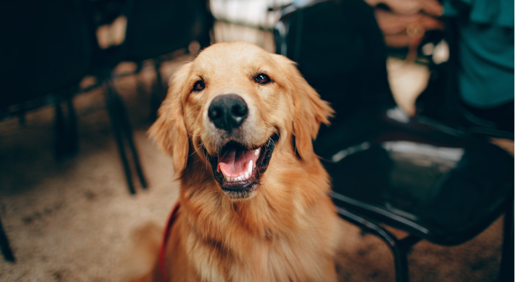 Smiling Golden Retriever