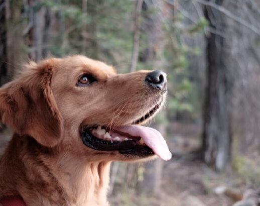 Smiling dog