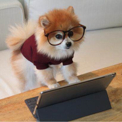 Dog wearing glasses at computer