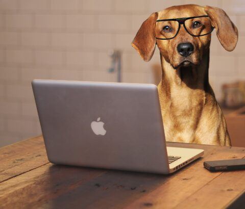 Dog at Computer