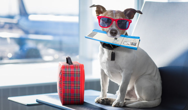Cute dog wearing sunglass with aline ticket in its mouth and sitting on airplane