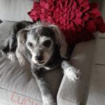 Lucy