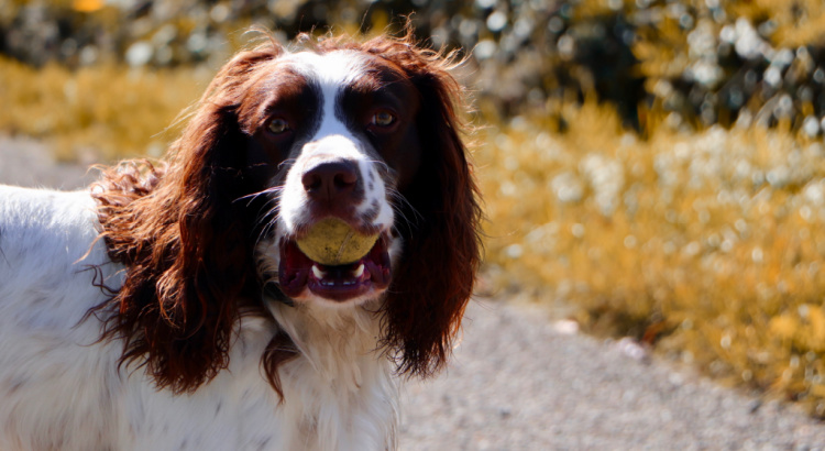 Springer Spaniel with tennis ball in its mouth