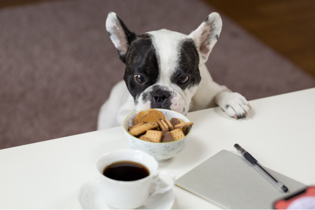 Dog with cookies and coffee