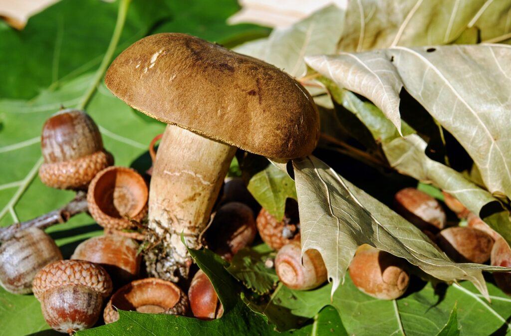 Mushrooms and Acorns
