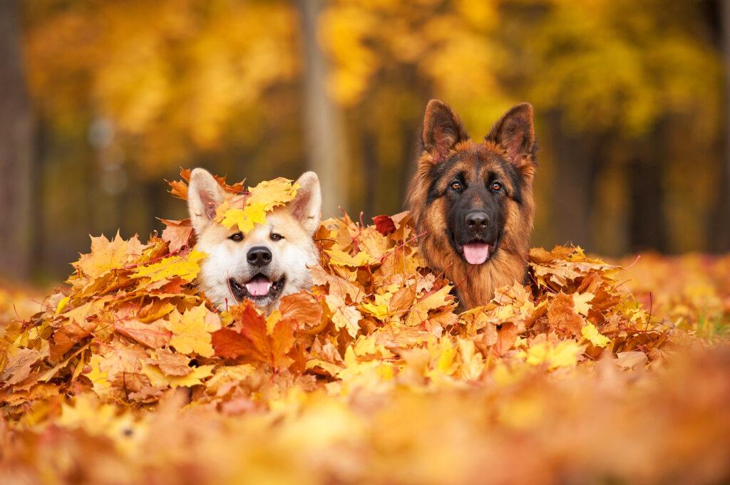 Dogs playing in fall leaves
