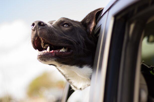 Happy dog hanging outside car window