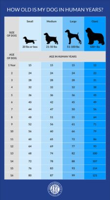 Dog Age Chart