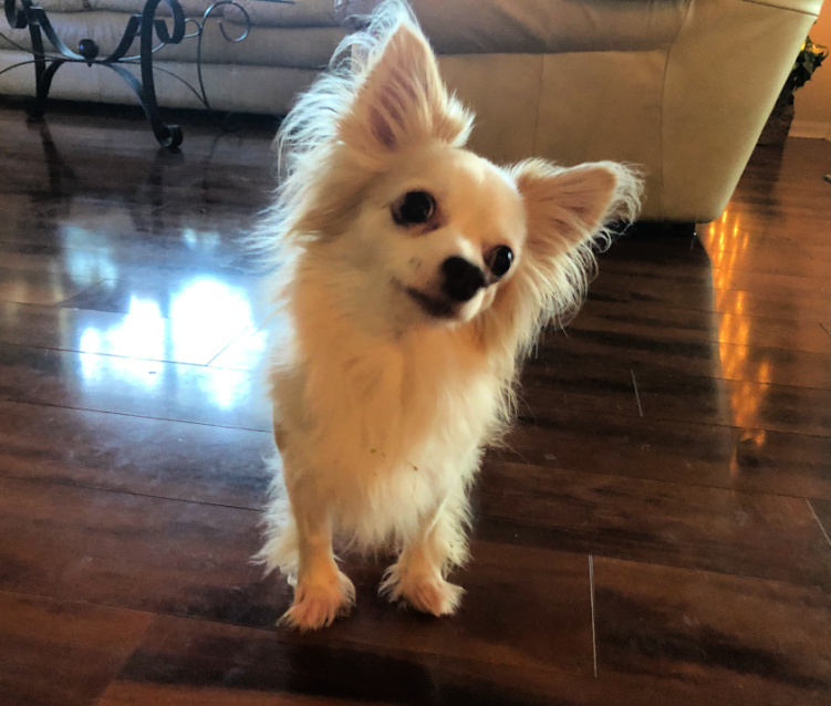 White long-haired Chihuahua