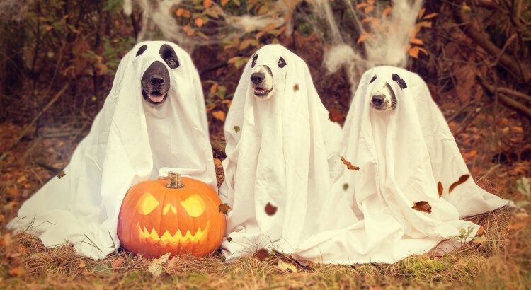 Dogs dressed as ghosts for Halloween