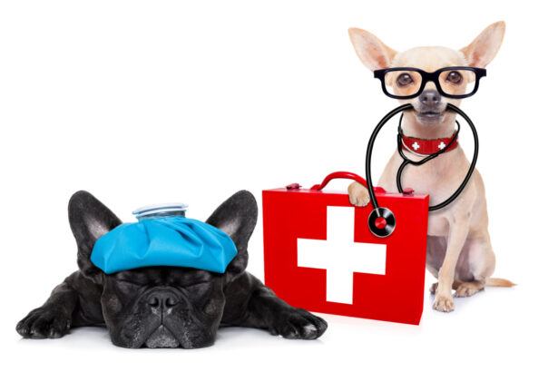 Cute doggie doctor and doggie patient