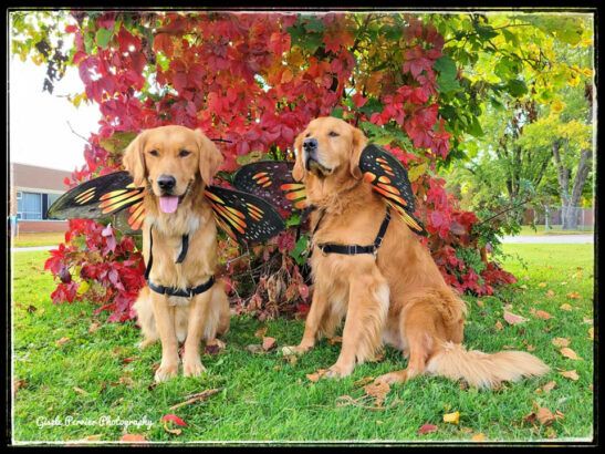 Rusty and Beau