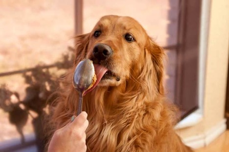 Golden licking spoon