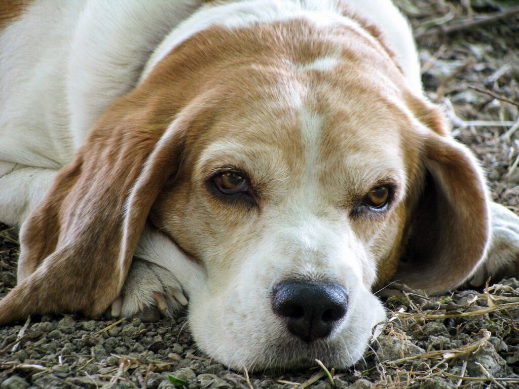 Senior Beagle