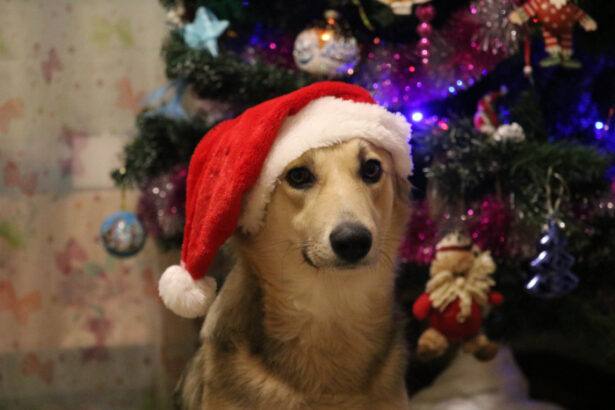 Dog wearing stocking cap in front of Christmas tree
