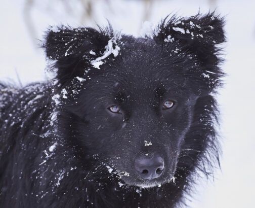 Black dog against snow