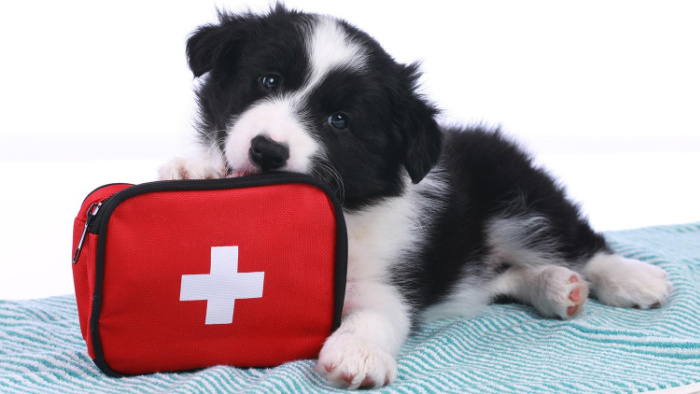 Cute dog with First-Aid Kit
