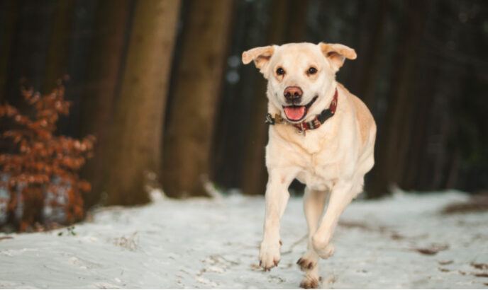 Smiling dog running in snow