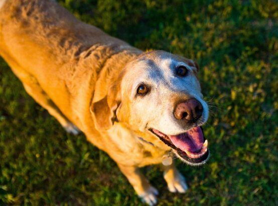 Senior dogs need special care