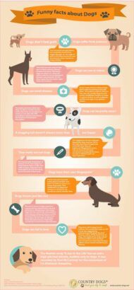 Funny Dog Facts Infographic