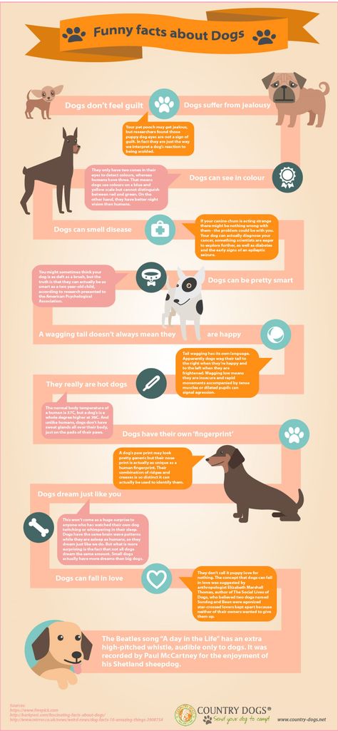 10 Fun Facts About Dogs | Good Old Doggie
