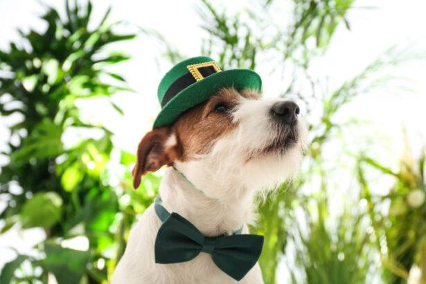 Schnauzer wearing leprechaun hat