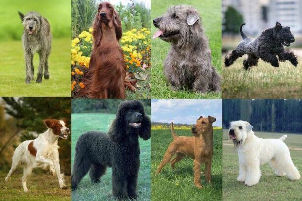 Irish Dog Breeds