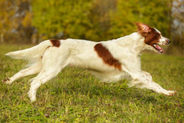 Irish Red and White Setter