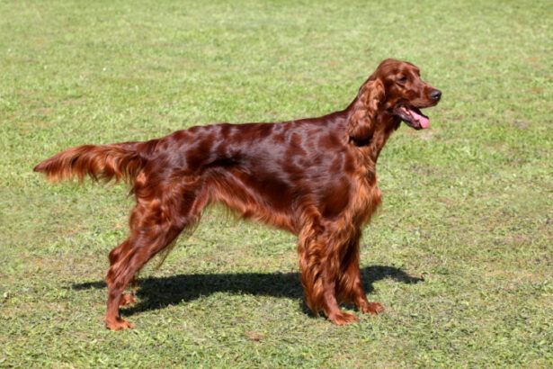 Irish Setter