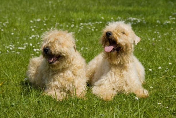 Irish Soft Coated Wheaten Terrier