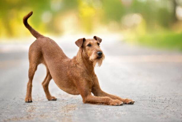 Irish Terrier