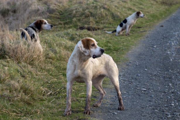 Kerry Beagle