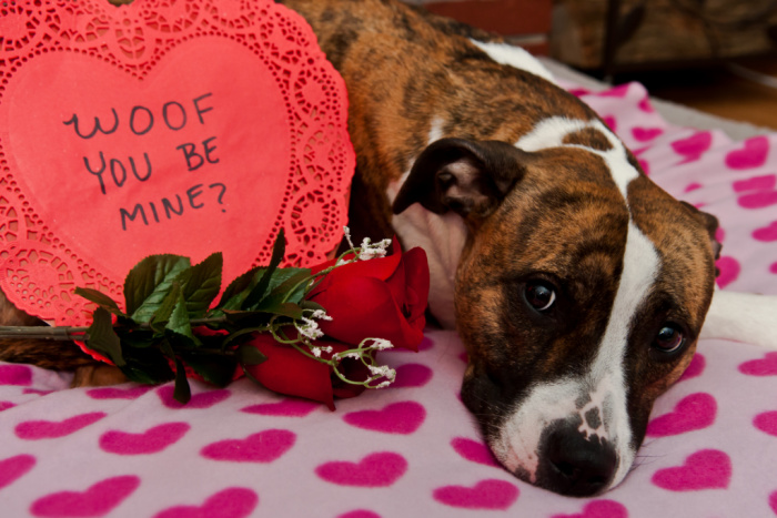 Cute dog with heart sign, woof you be my valentine