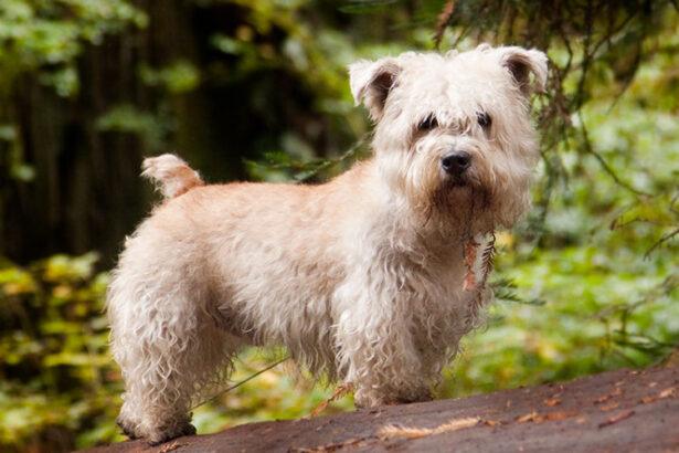 Wheaten Glen of Imaal