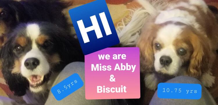 Miss Abby and Biscuit