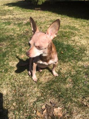 Chocolate the Chihuahua