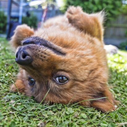 Cute dog upside down