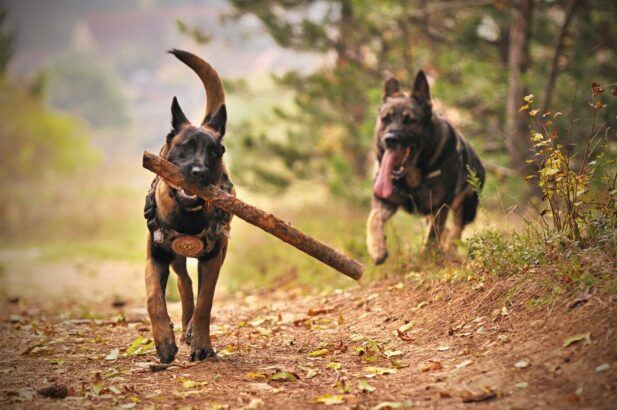 dogs playing