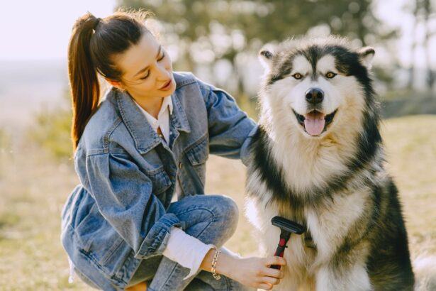 Brushing Huskie