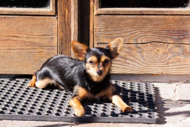 puppy at door