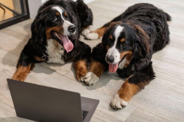 Dogs at Computer
