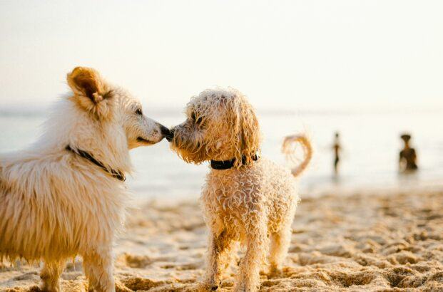 Two dogs on beach