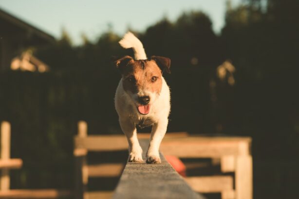 Teaching Dog