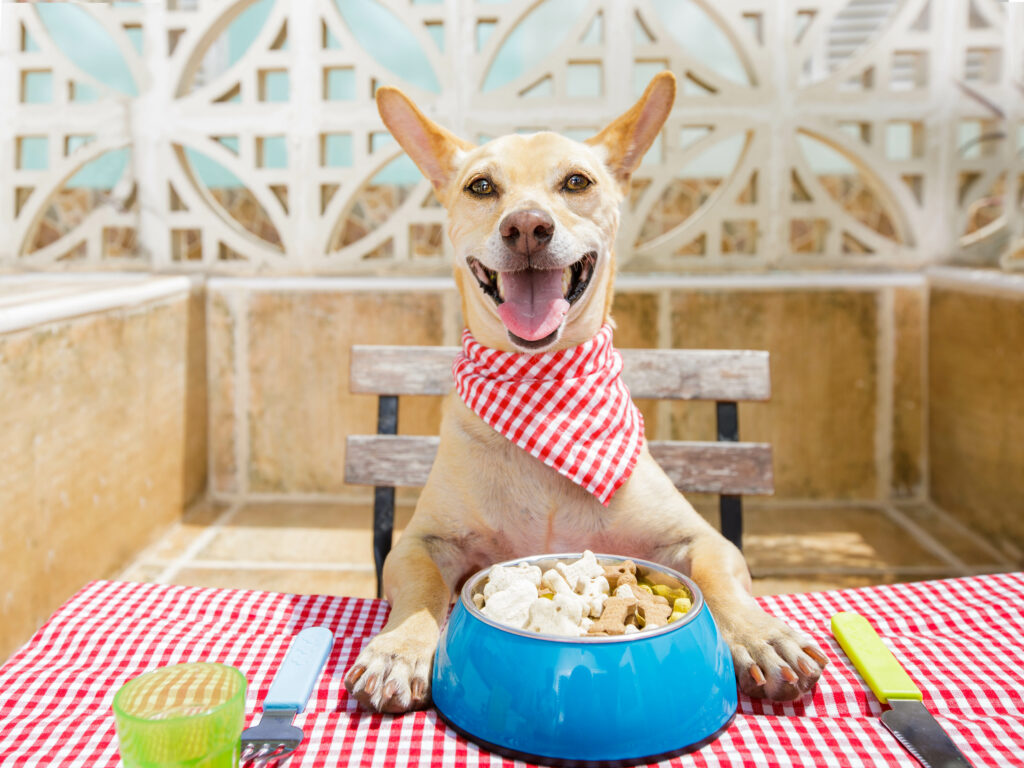 Dog eating a the table with food bowl