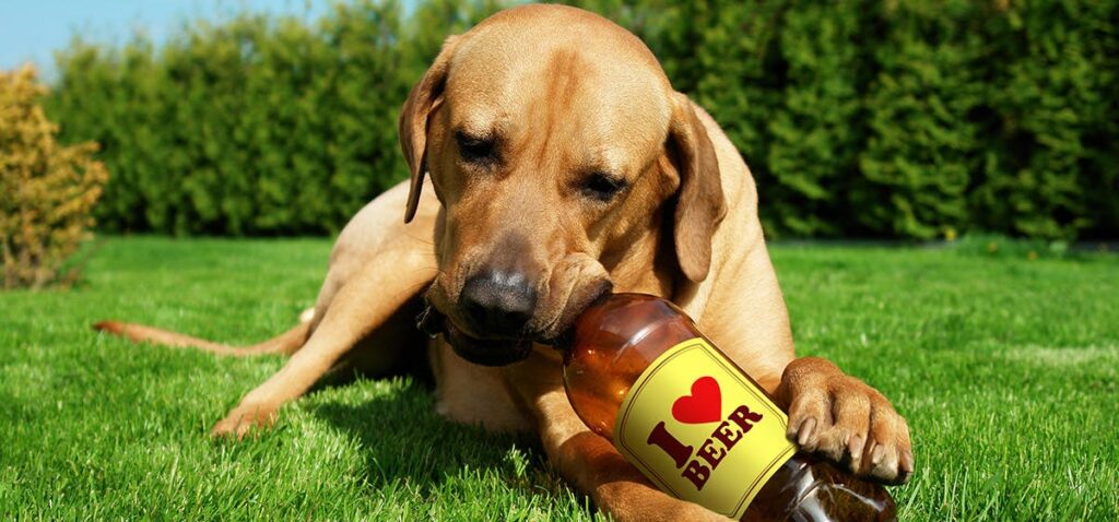 Dog Beer